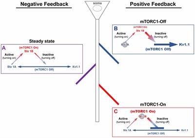 mTORC1 Is a Local, Postsynaptic Voltage Sensor Regulated by Positive and Negative Feedback Pathways